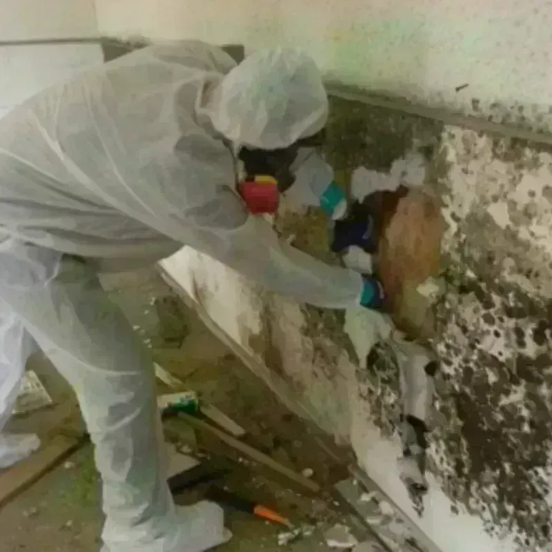 Mold Remediation and Removal in Madera Acres, CA